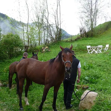 La Chouette à L'heure Du Pinson